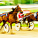 Click here to view live harness racing events at Northfield Park
