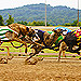 Click here to view live greyhound racing events at Phoenix Greyhound Park